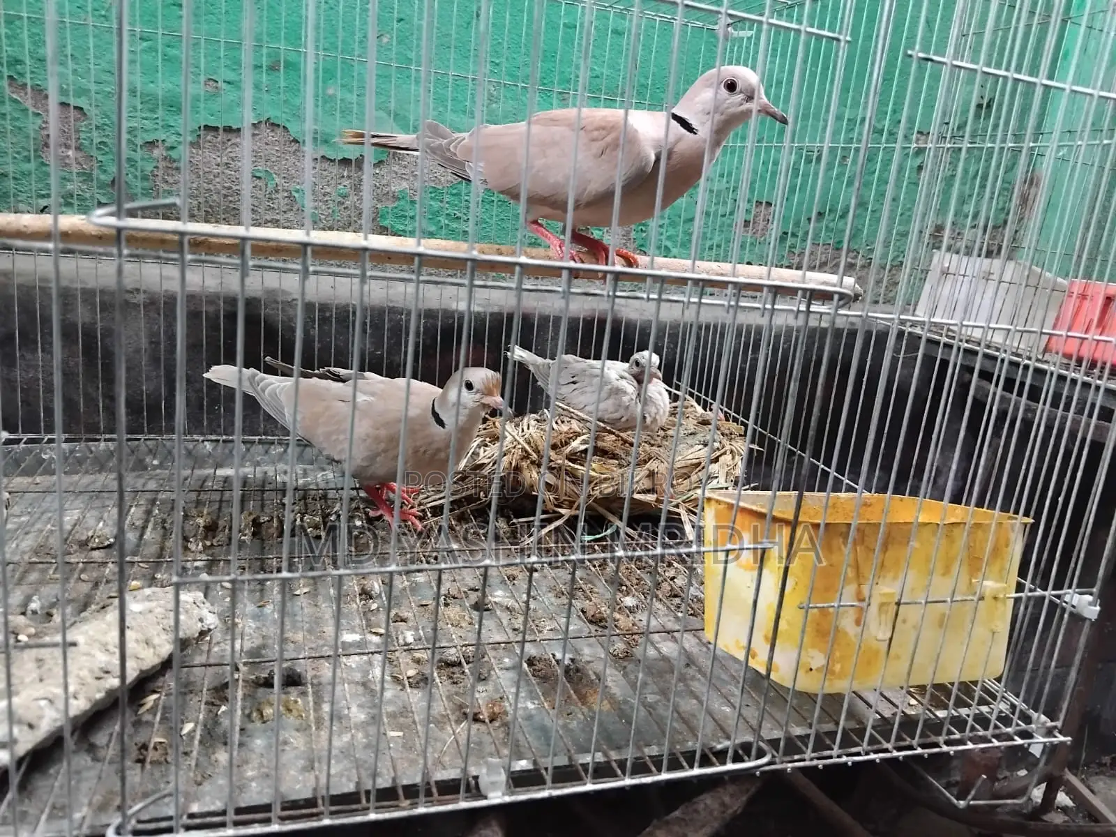 Dove and Budgie Birds
