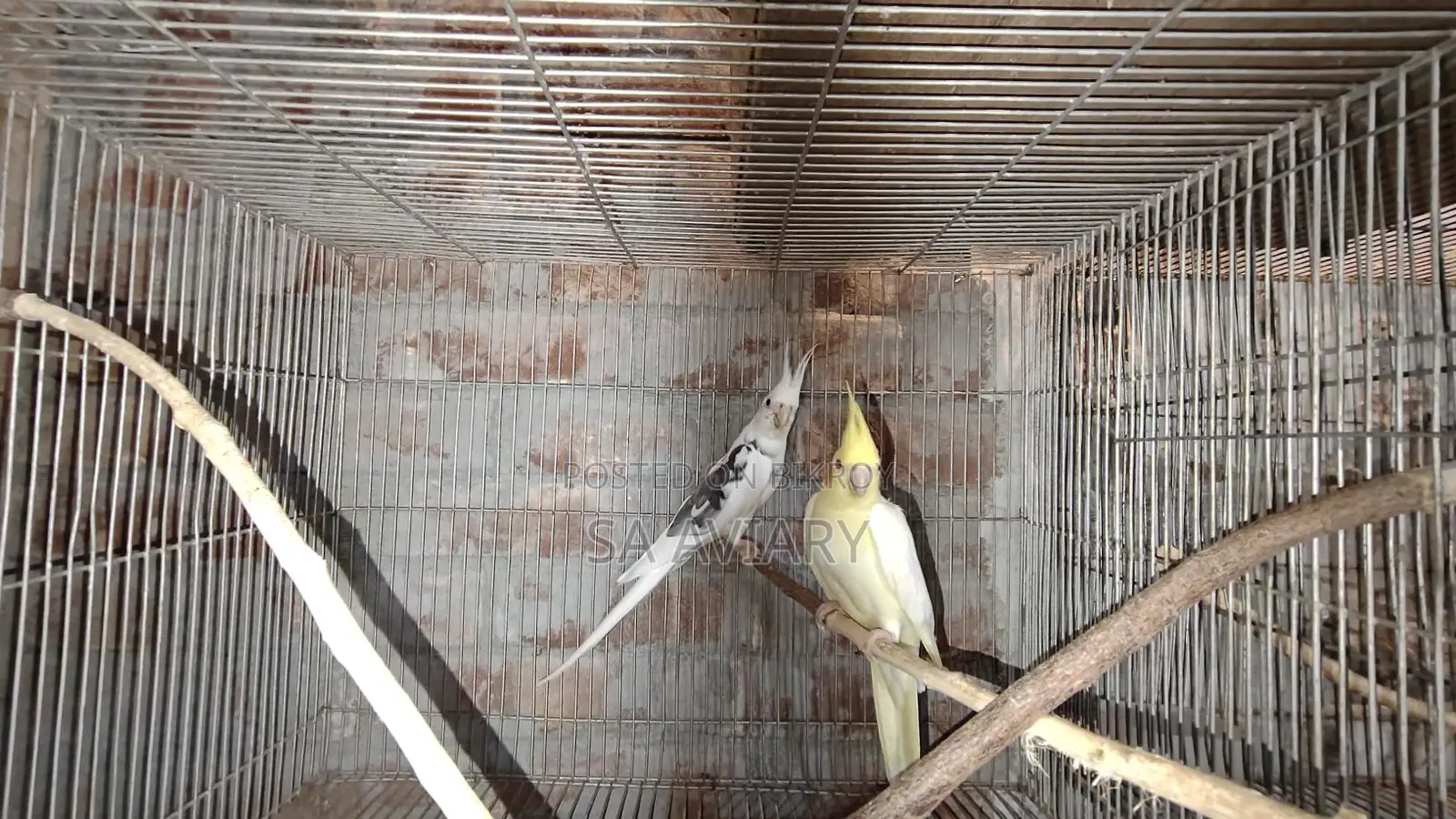 Cockatiel Breeding Pair for Sale (6 Pairs Together)