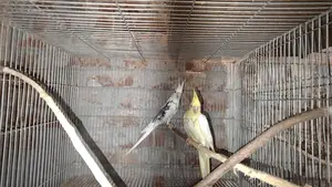 Cockatiel Breeding Pair for Sale (6 Pairs Together)