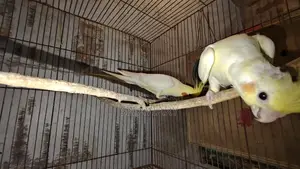 Cockatiel Breeding Pair for Sale (6 Pairs Together)