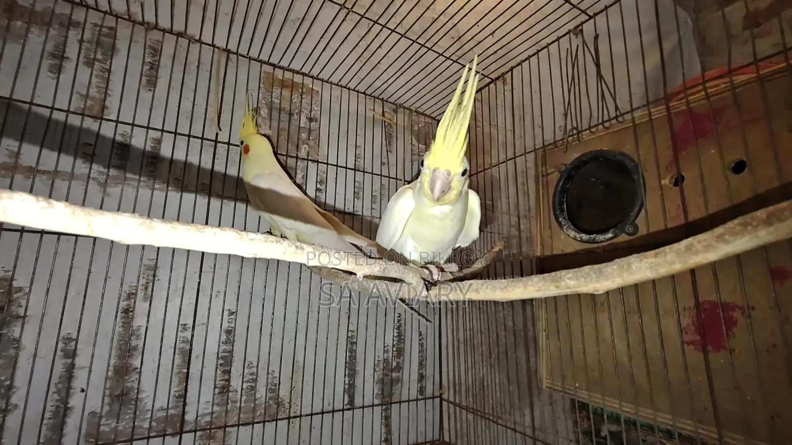 Cockatiel Breeding Pair for Sale (6 Pairs Together)