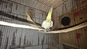 Cockatiel Breeding Pair for Sale (6 Pairs Together)