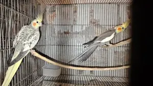 Cockatiel Breeding Pair for Sale (6 Pairs Together)