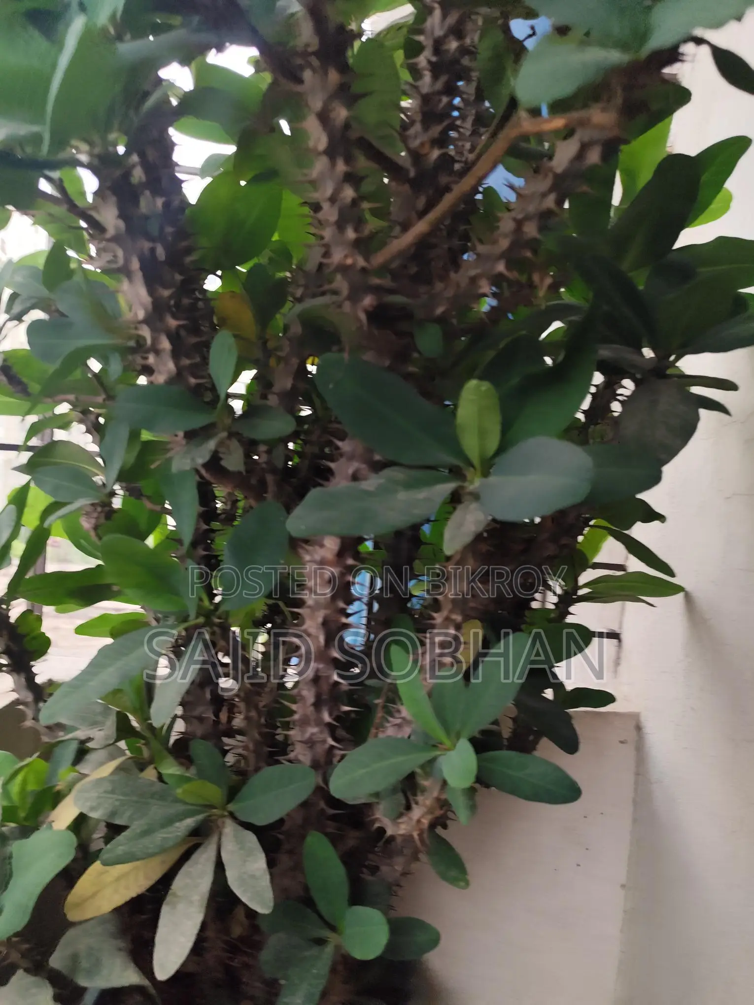 Euphorbia milii---কাঁটার মুকুট