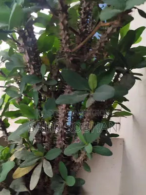 Euphorbia milii---কাঁটার মুকুট