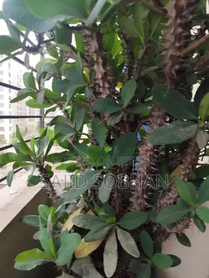 Euphorbia milii---কাঁটার মুকুট
