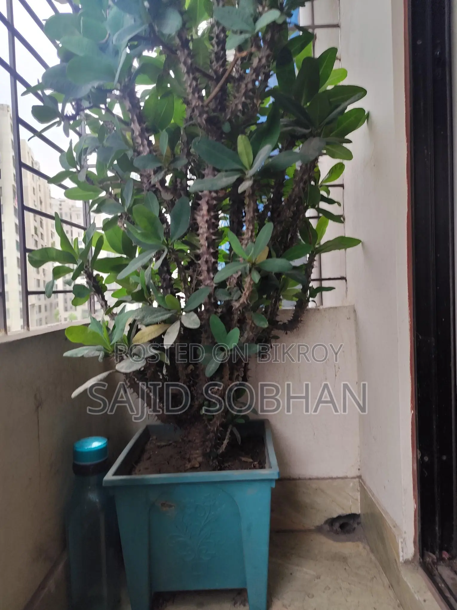 Euphorbia milii---কাঁটার মুকুট