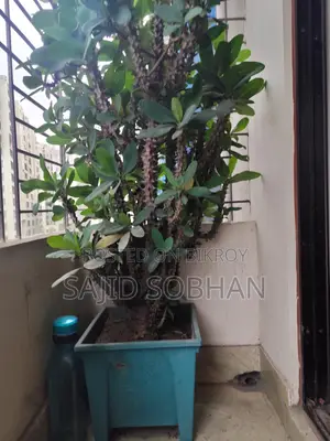 Euphorbia milii---কাঁটার মুকুট