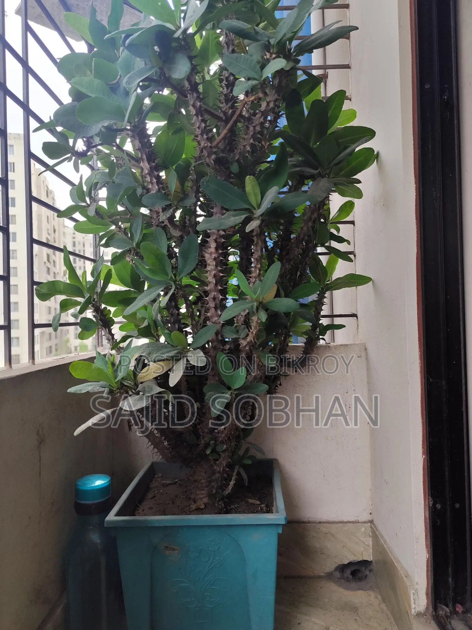 Euphorbia milii---কাঁটার মুকুট