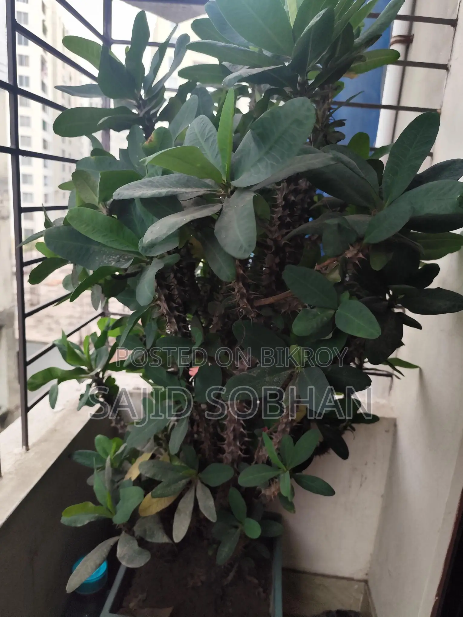 Euphorbia milii---কাঁটার মুকুট