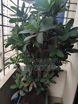 Euphorbia milii---কাঁটার মুকুট
