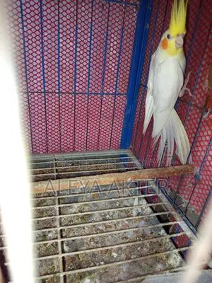 রানিং ককাটেল পেয়ার