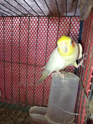 রানিং ককাটেল পেয়ার