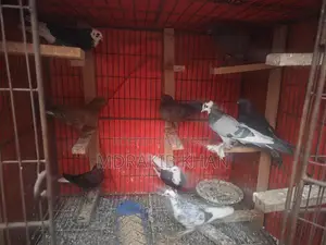 Pigeons