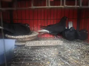 Pigeons