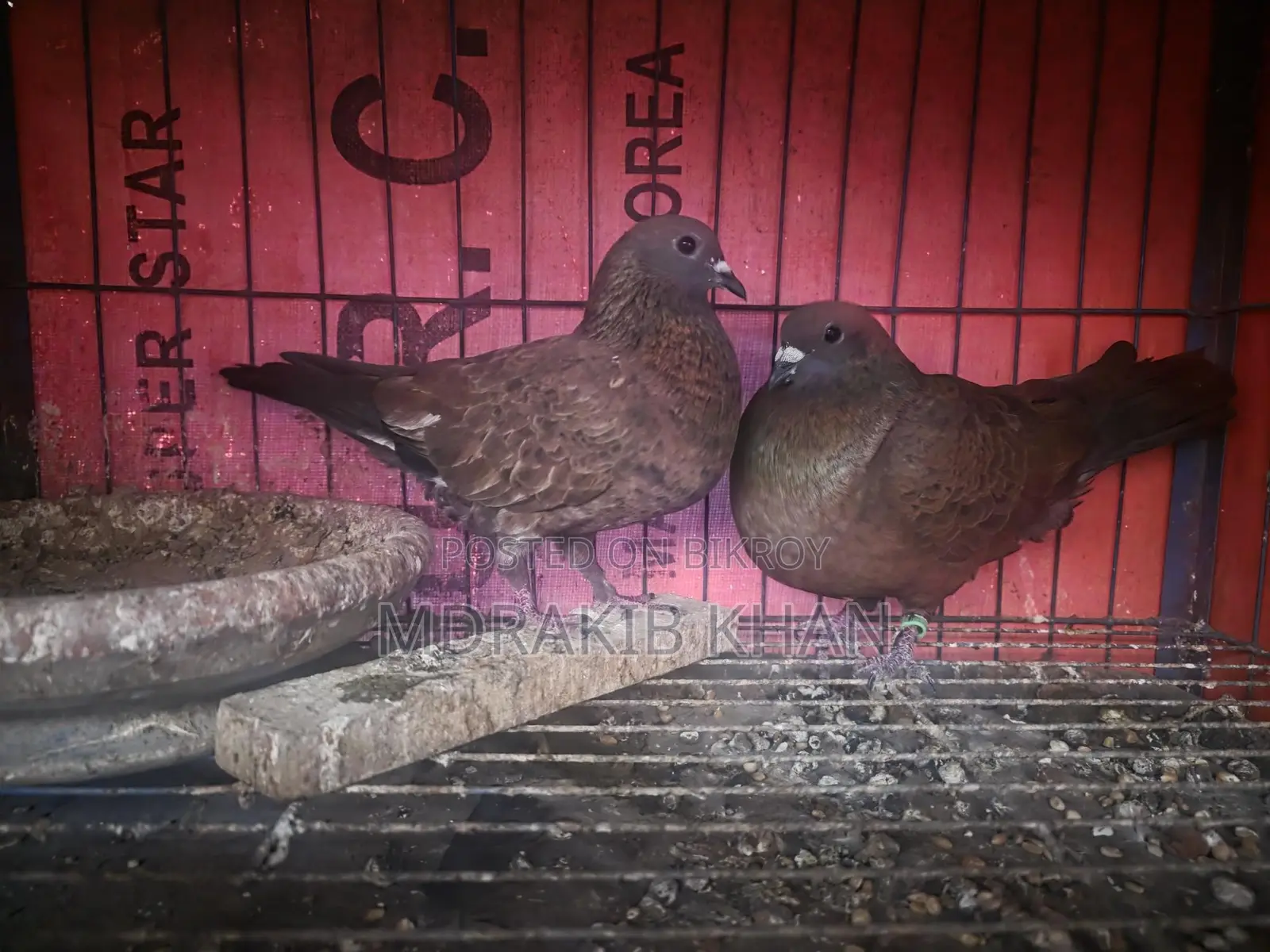 Pigeons