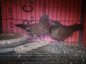 Pigeons