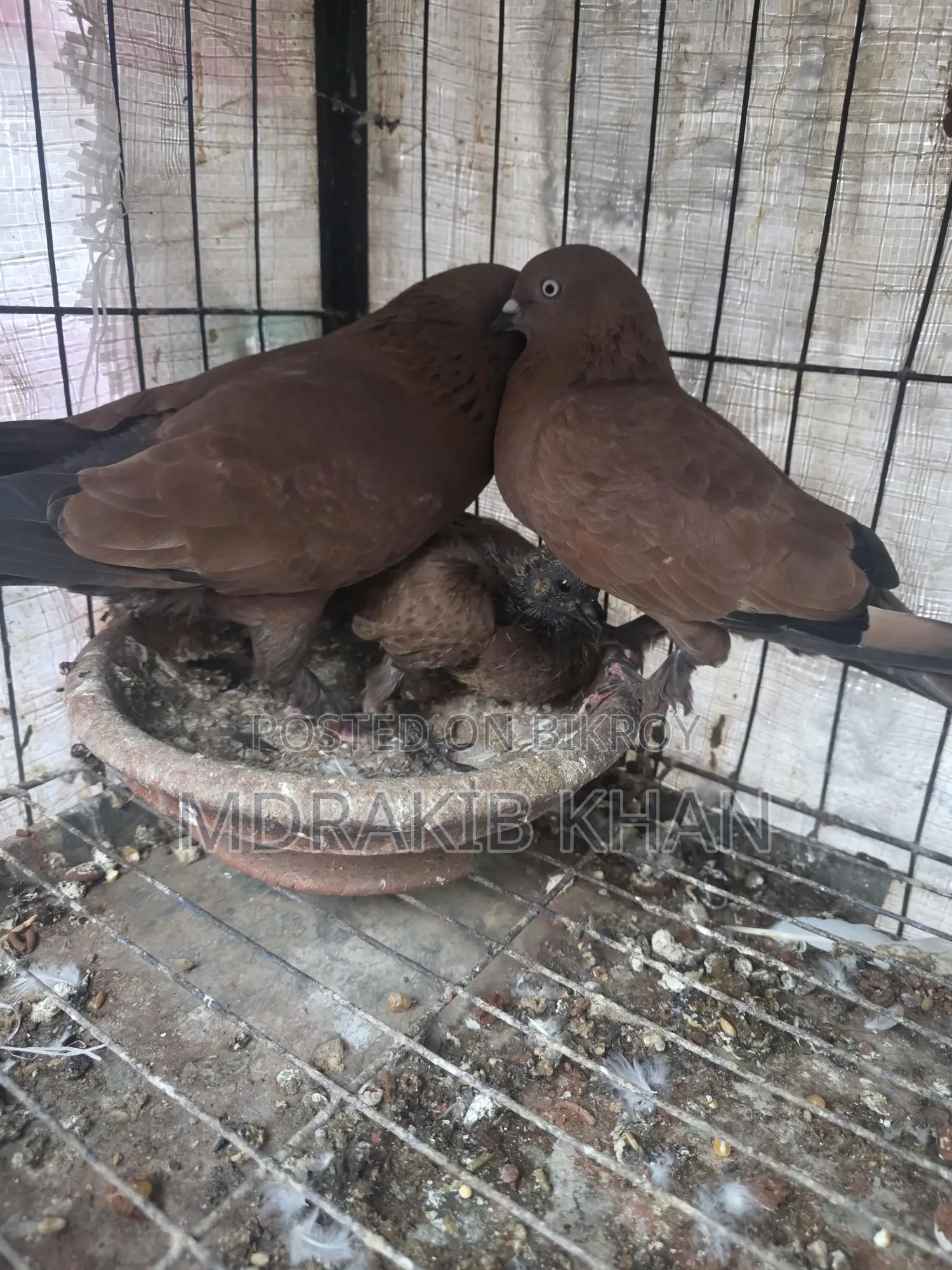 Pigeons