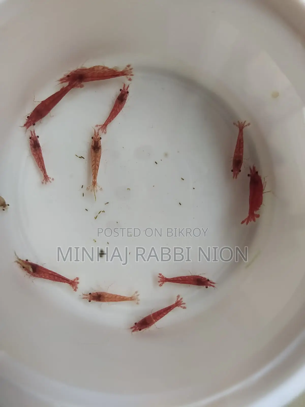 Red Shrimp