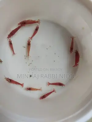 লাল চিংড়ী (Red Shirmp)