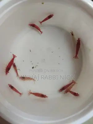 Red Shrimp