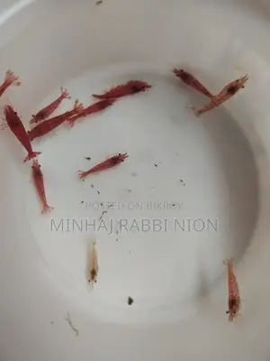 Red Shrimp
