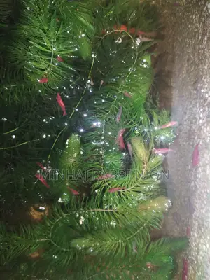 Red Shrimp