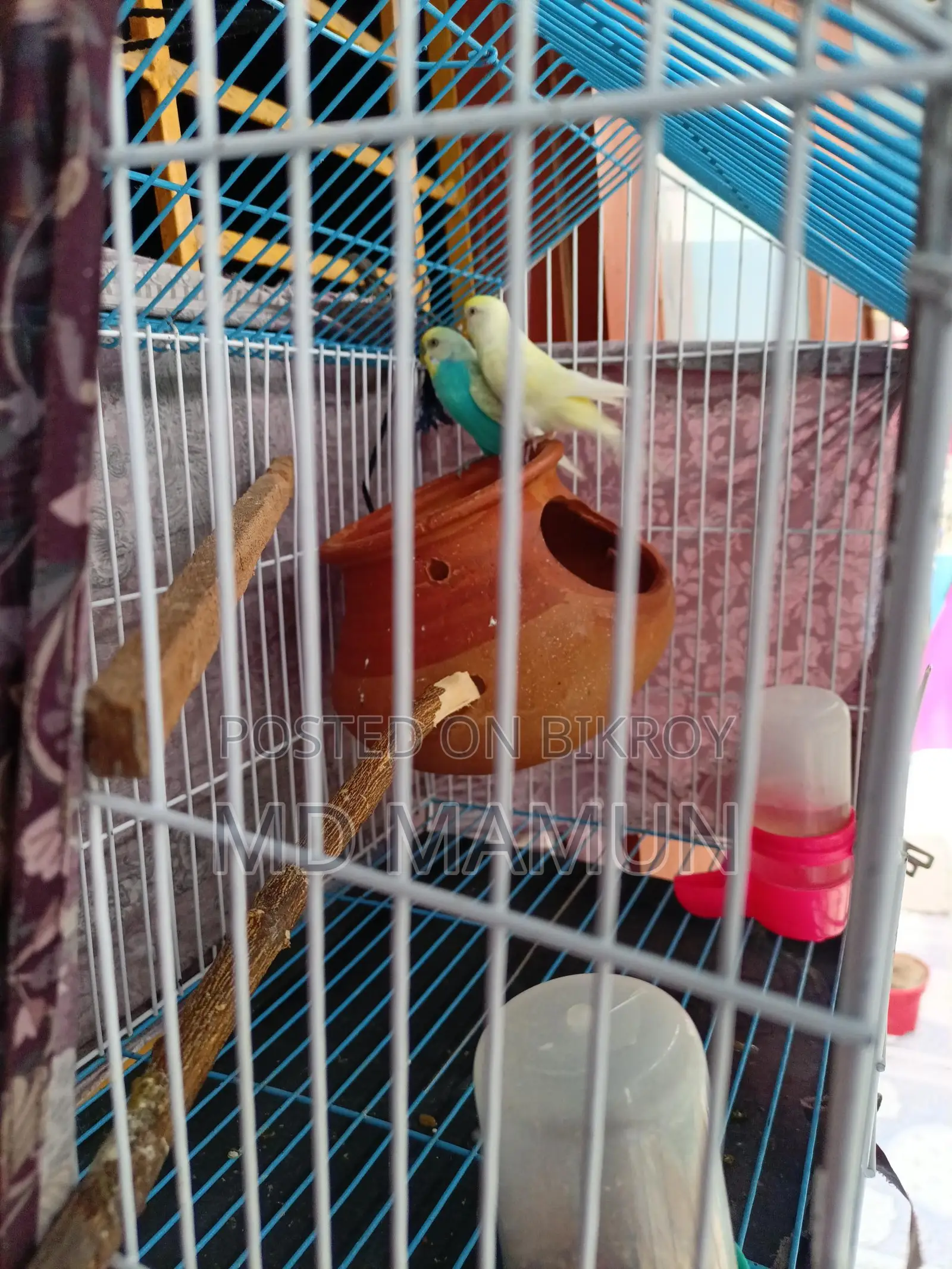Budgie Birds for Sale