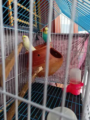 Budgie Birds for Sale