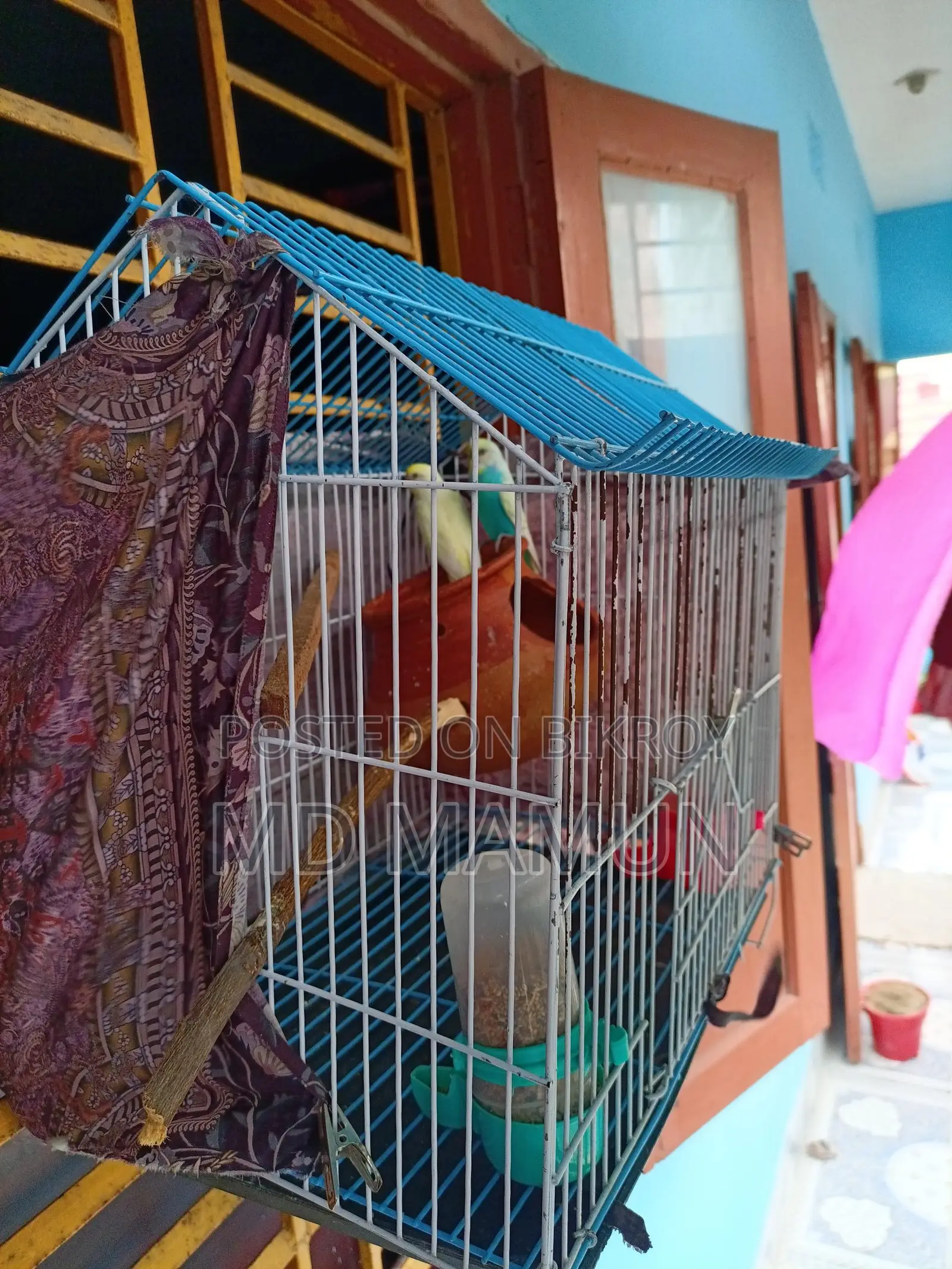 Budgie Birds for Sale