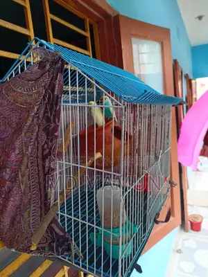 Budgie Birds for Sale