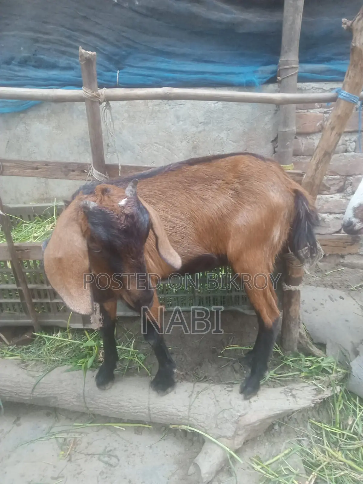 একটি ছাগল বিক্রয় করা হবে।