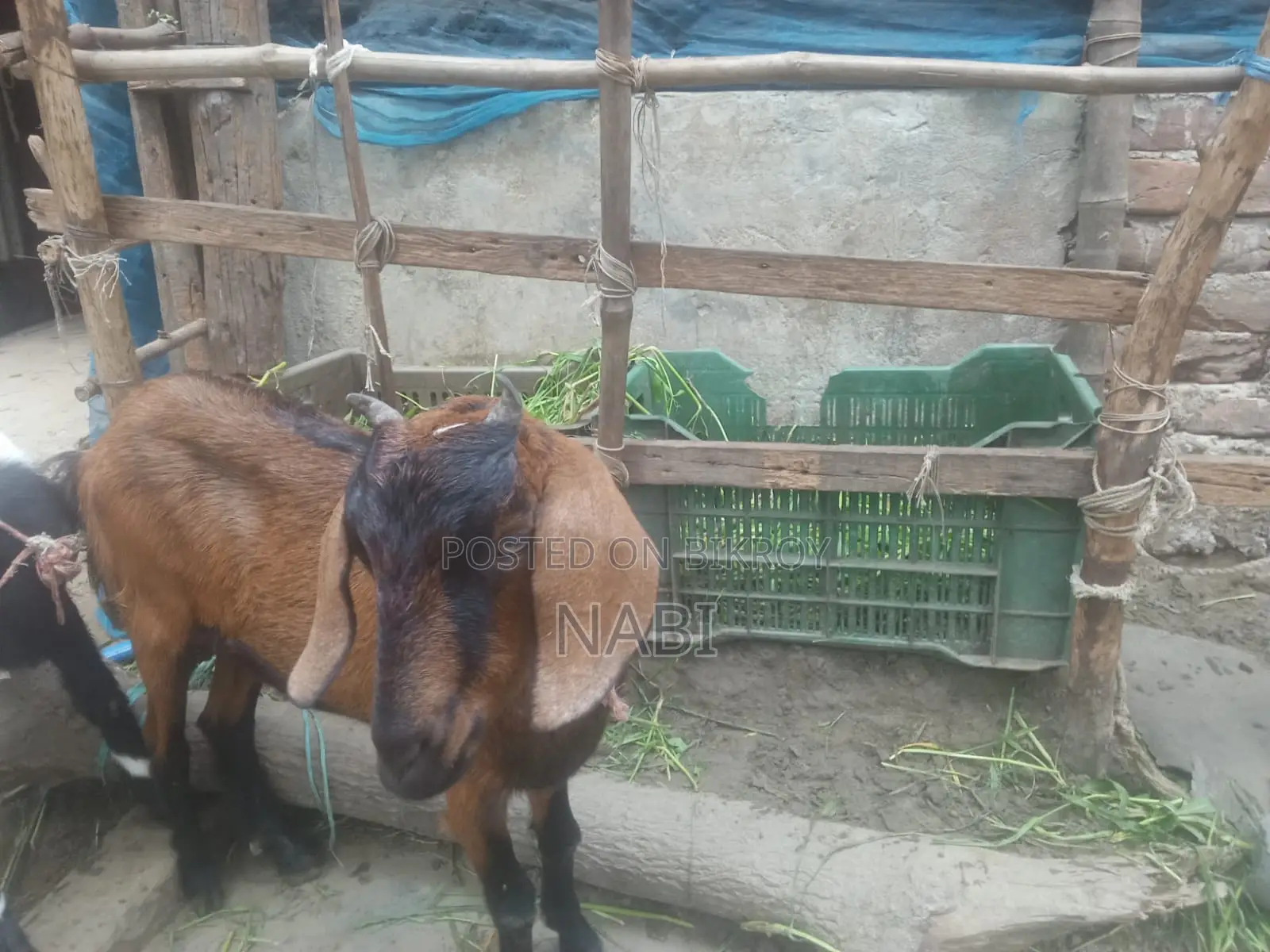 একটি ছাগল বিক্রয় করা হবে।
