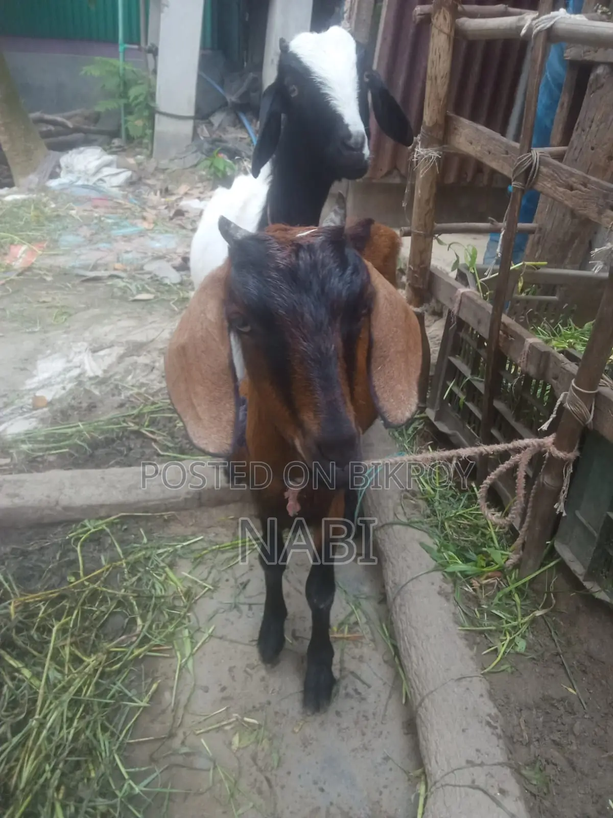 একটি ছাগল বিক্রয় করা হবে।