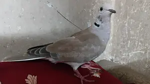 ঘুঘু পাখি জোড়া