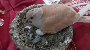 Pair of Dove birds