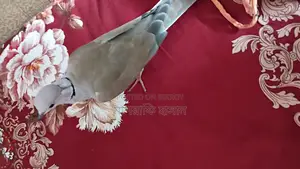 Pair of Dove birds