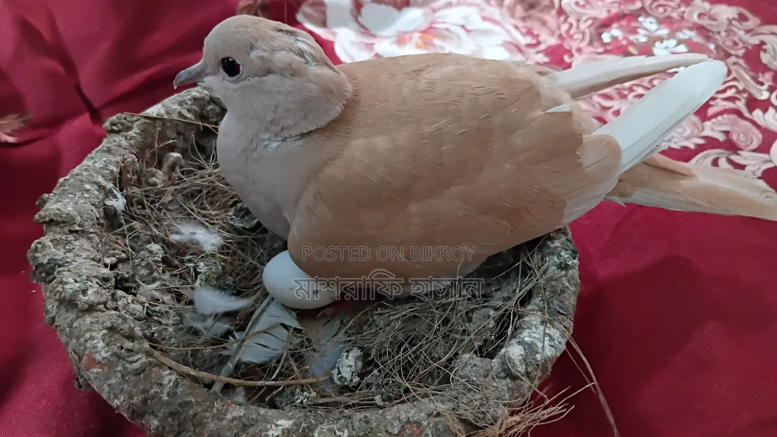 Pair of Dove birds