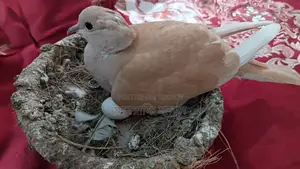Pair of Dove birds