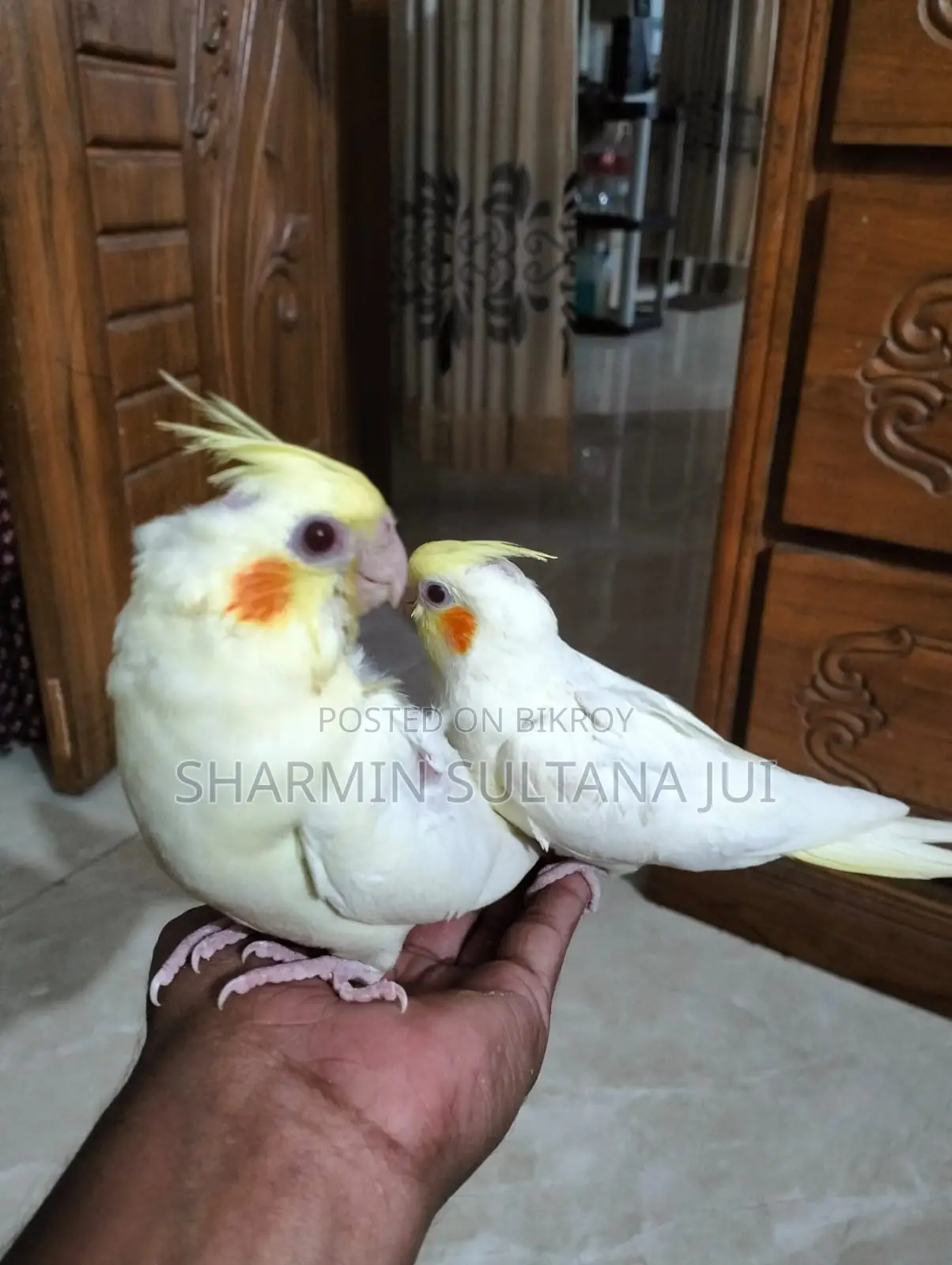 Cockatiel Baby