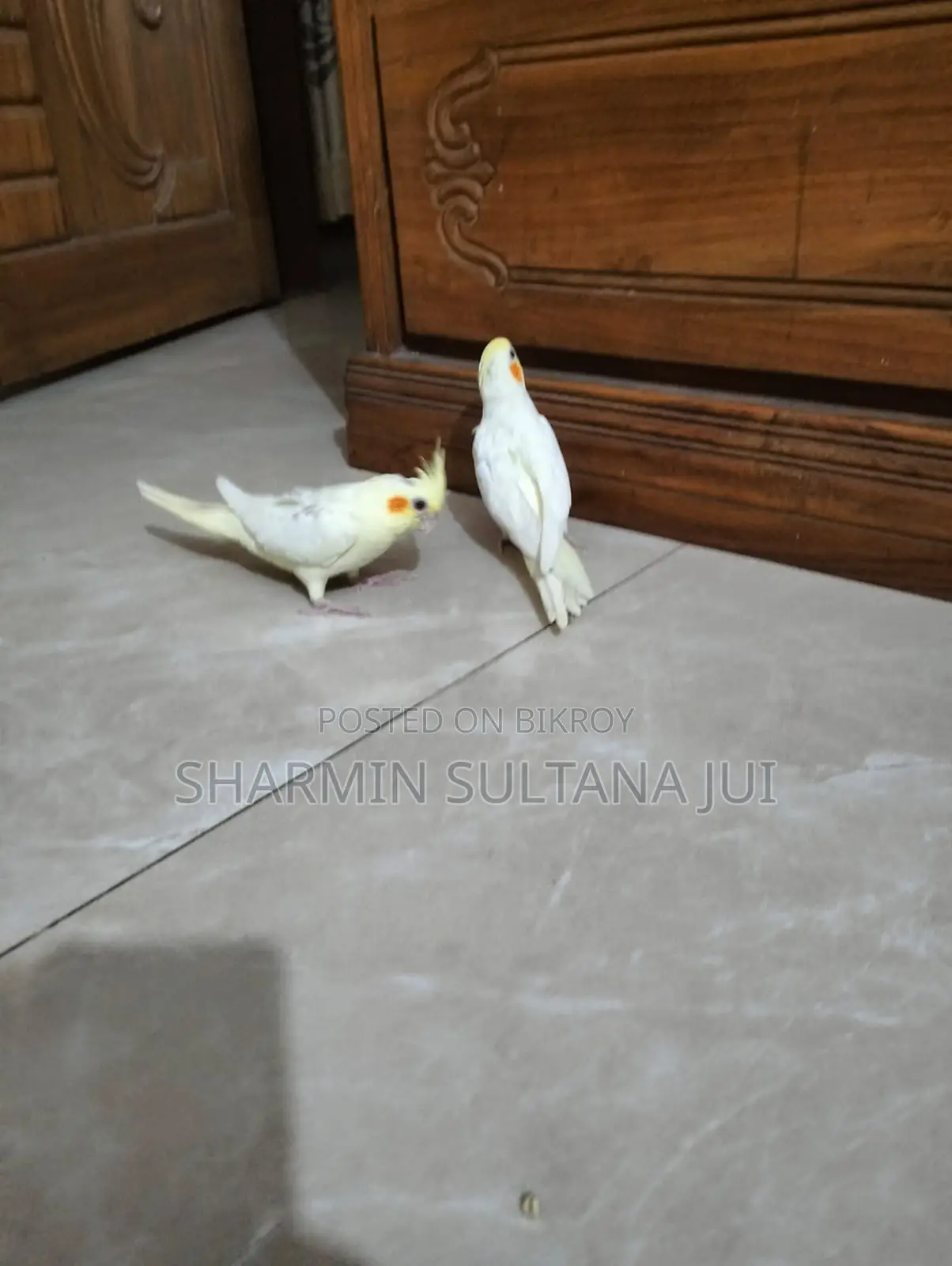 Cockatiel Baby