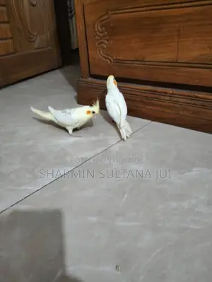 Cockatiel Baby