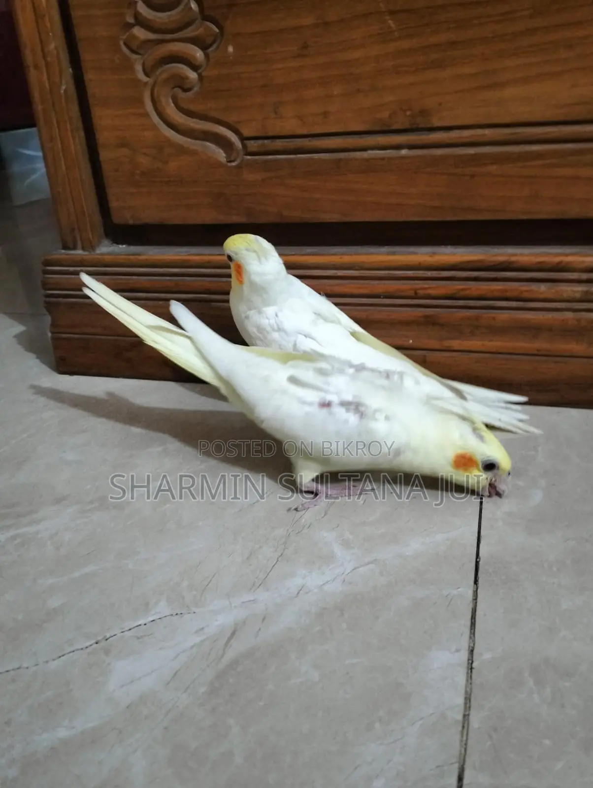 Cockatiel Baby