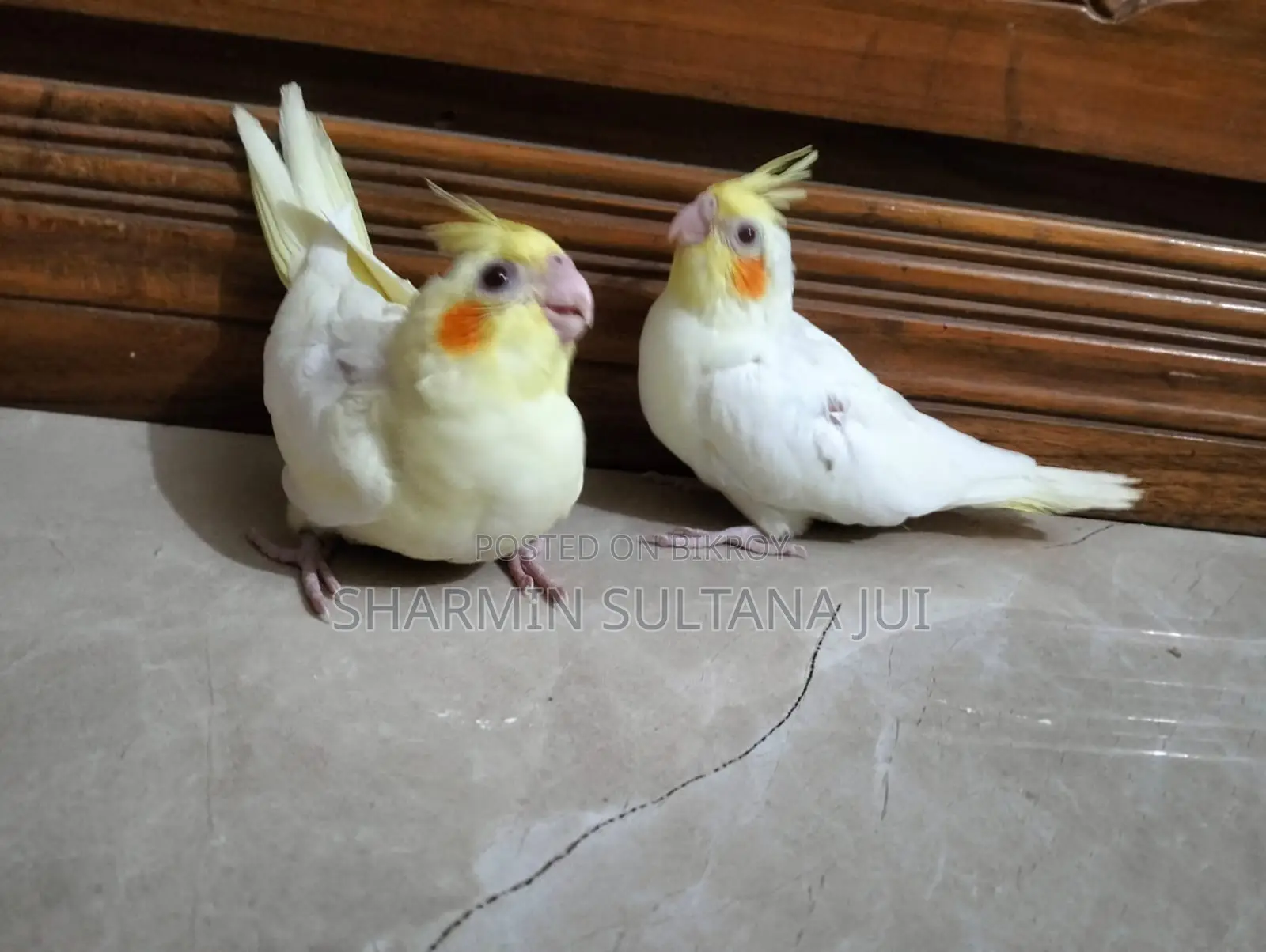 Cockatiel Baby