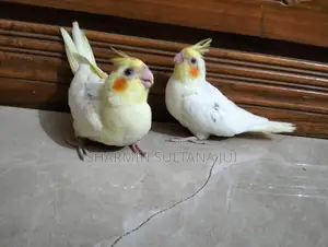 Cockatiel Baby