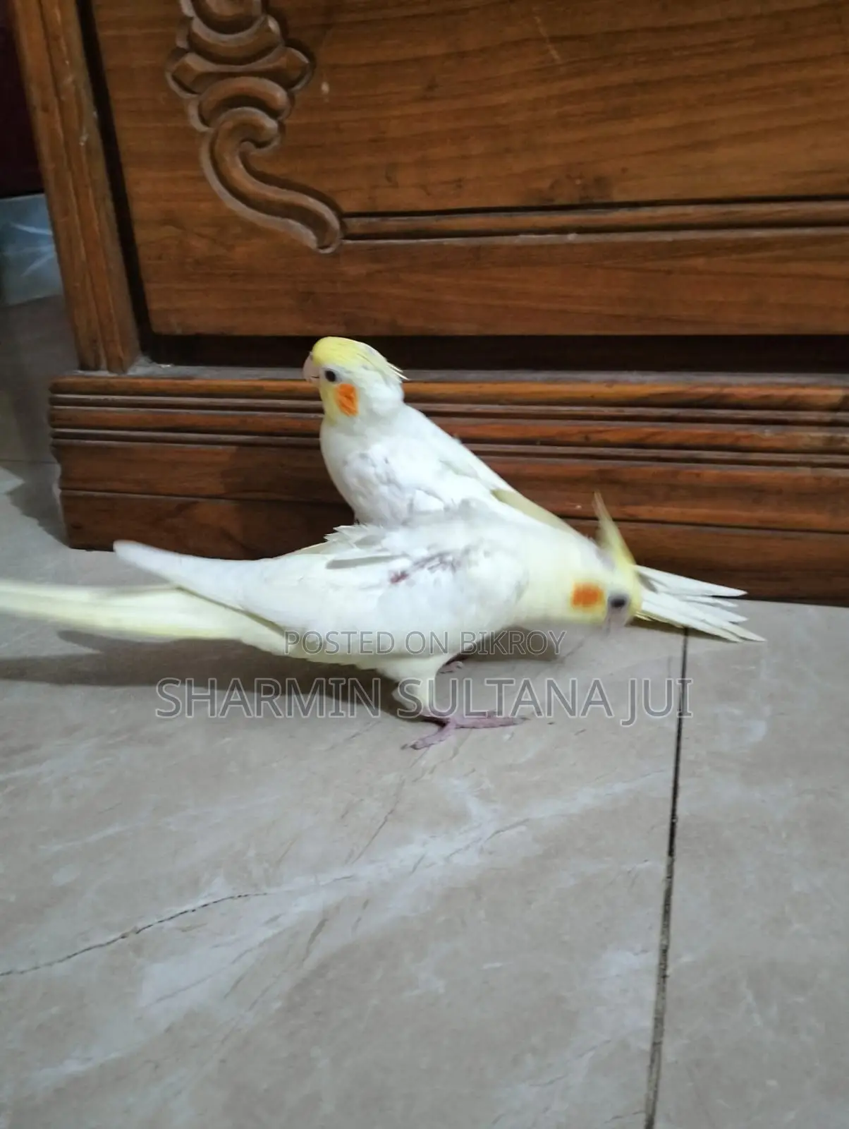 Cockatiel Baby