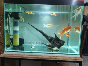 Modern Aquarium with Full Setup!
