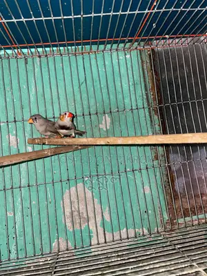 Finch Running Birds