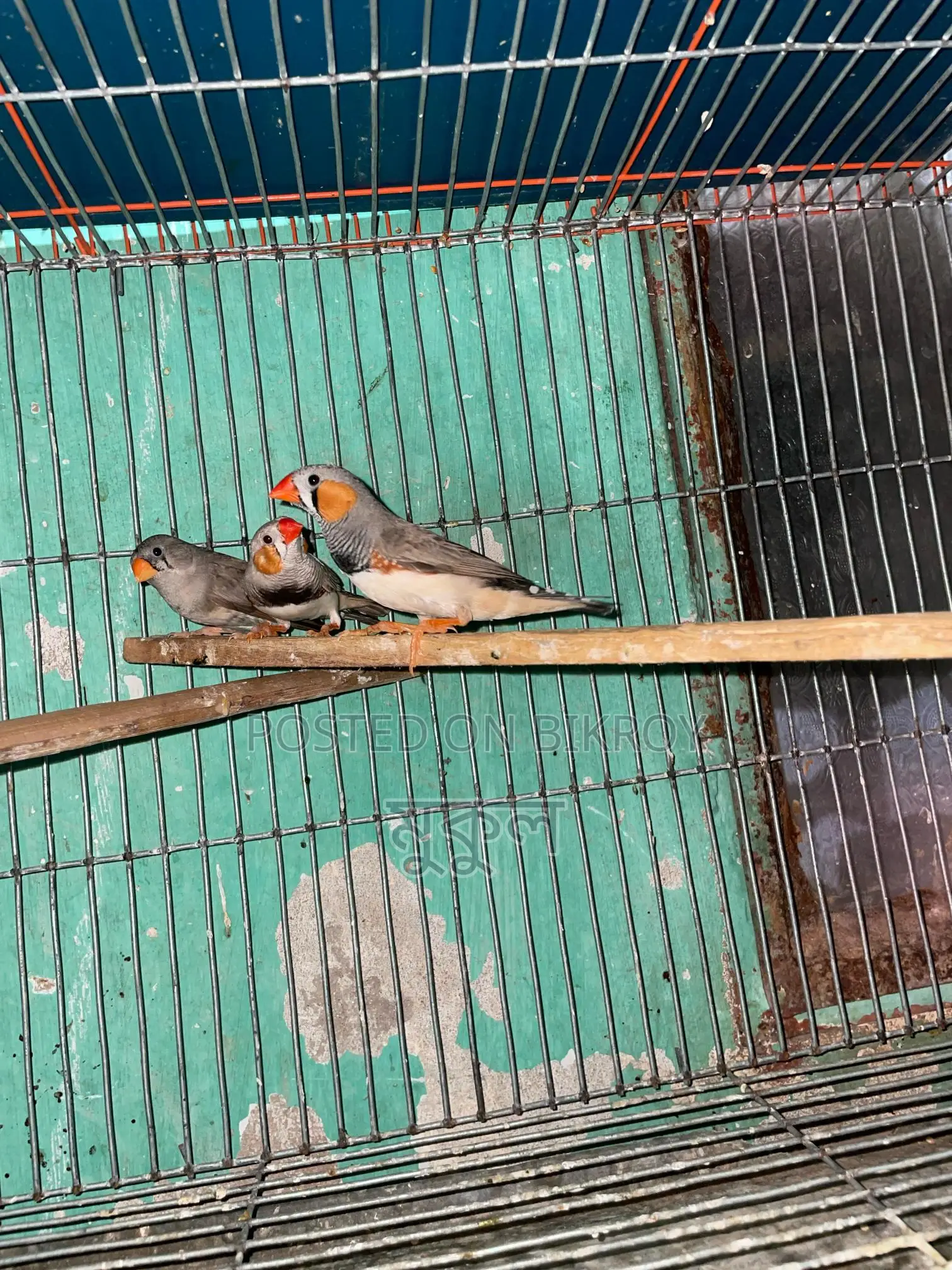 Finch Running Birds