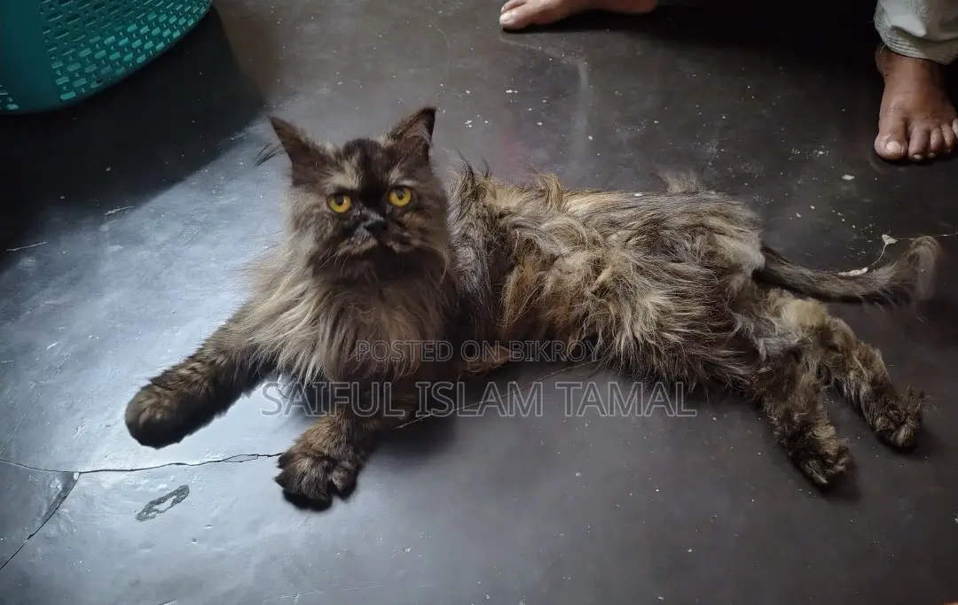 Persian Cat